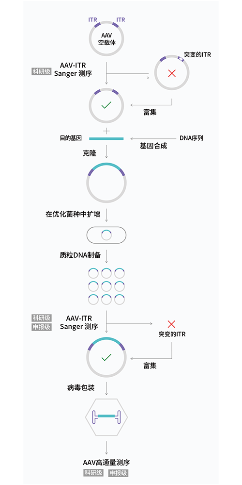AAV载体_2023-1-28-4