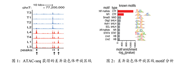 ATAC-Seq技术