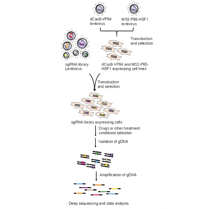 CRISPR-Cas9 SAM文库筛选流程