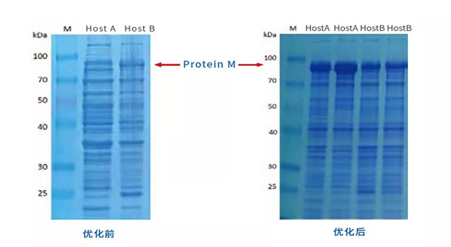 OptimWiz优化前后蛋白质M在宿主A与B的表达量