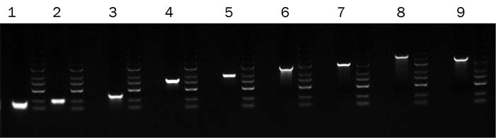 RNA-不同长度mRNA合成