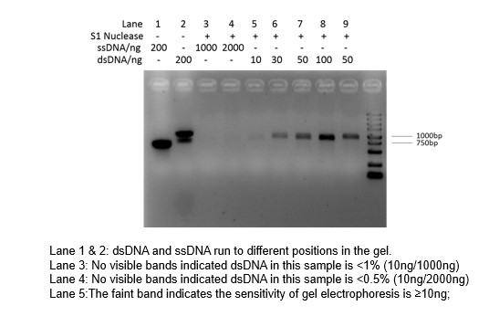 S1核酸酶灵敏度测试