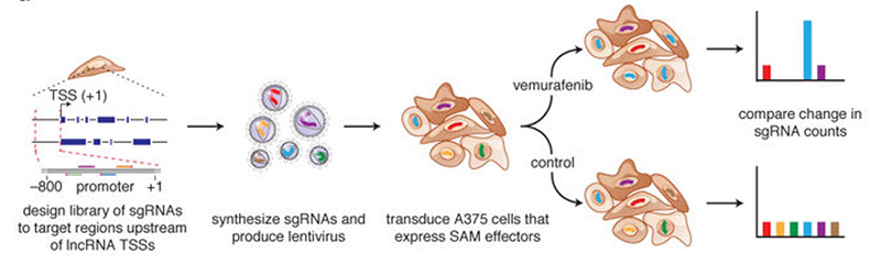 SAM转录激活系统鉴定参与抗vemurafenib的lncRNAs