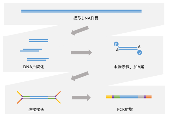 TA克隆连接接头建库流程-1