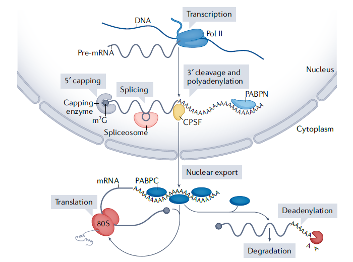 mRNA_0606-2