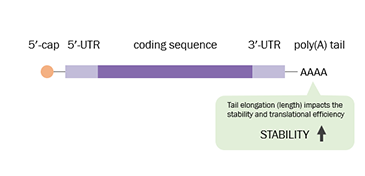 mRNA黄金十年，poly(A)标准品保驾护航