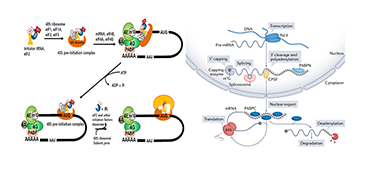 mRNA疫苗这么火，来看看mRNA poly(A)质粒如何快速合成和稳定制备？