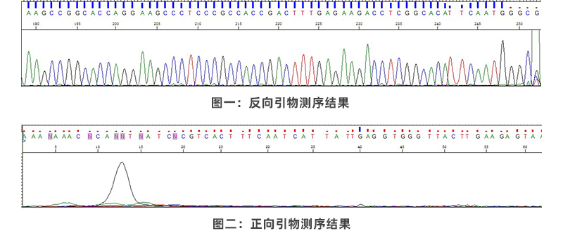 sanger结果