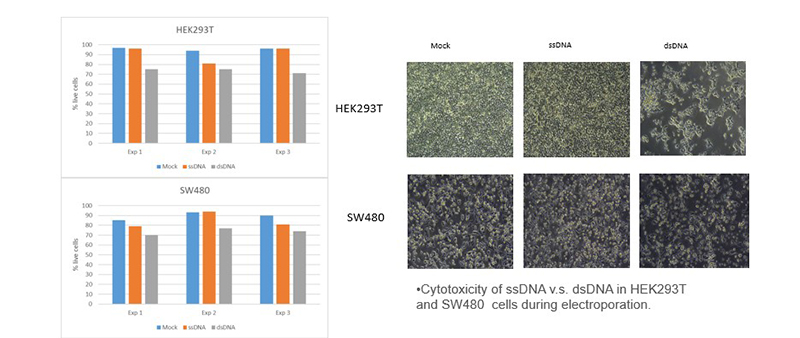 ssDNA和dsDNA细胞毒性验证