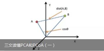 三文读懂PCA和PCoA（一）
