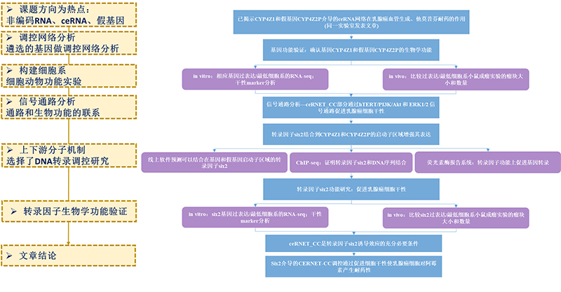 分子机制技术路线