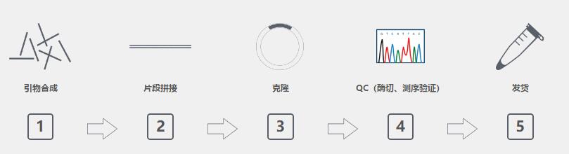 基因合成_流程图