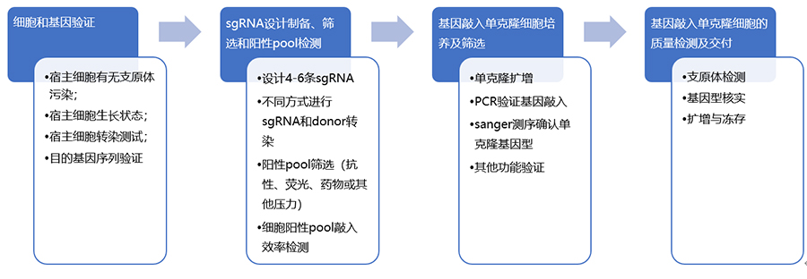 定点修复细胞系构建流程