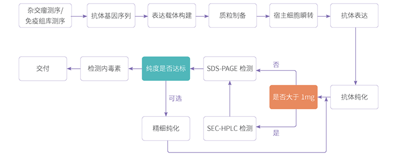 抗体表达-5