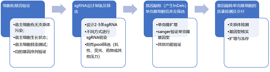 敲除细胞系构建流程