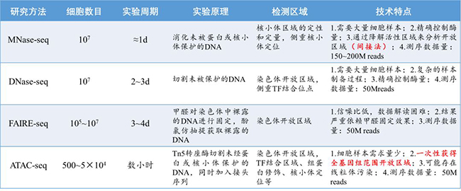 染色体开放性的研究