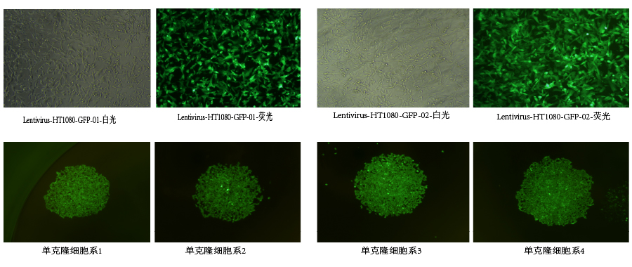 稳定细胞株筛选9
