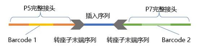 转座法建库文库结构-3