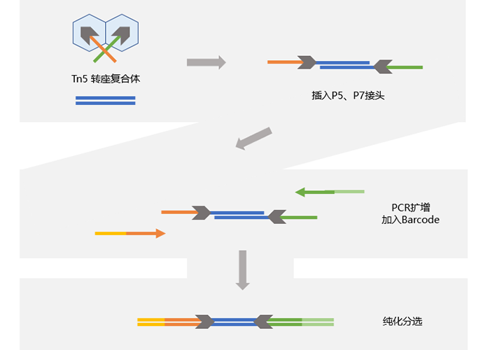 转座酶法建库流程-4