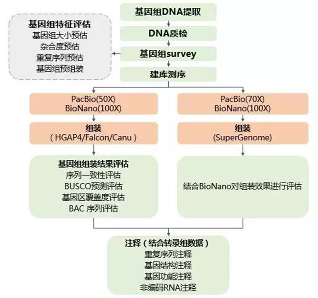 金唯智基因组de-novo测序服务