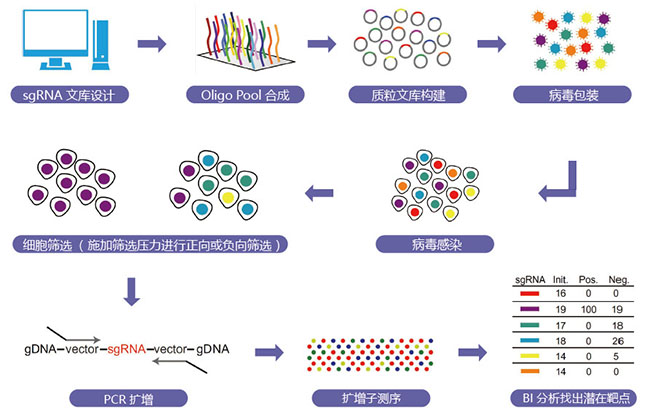 金唯智高通量基因组编辑服务流程